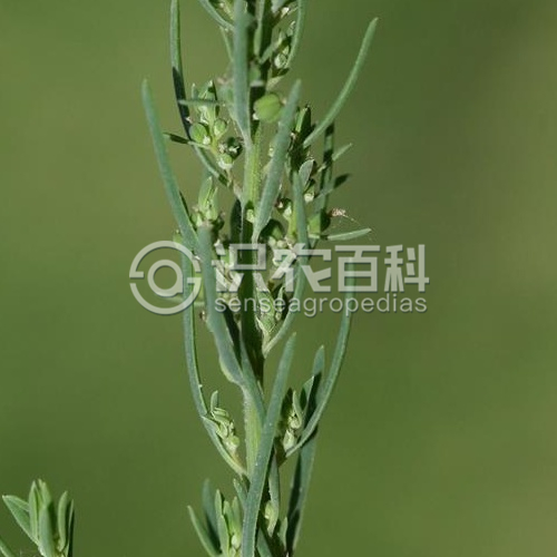 柑橘黄叶症状示例2