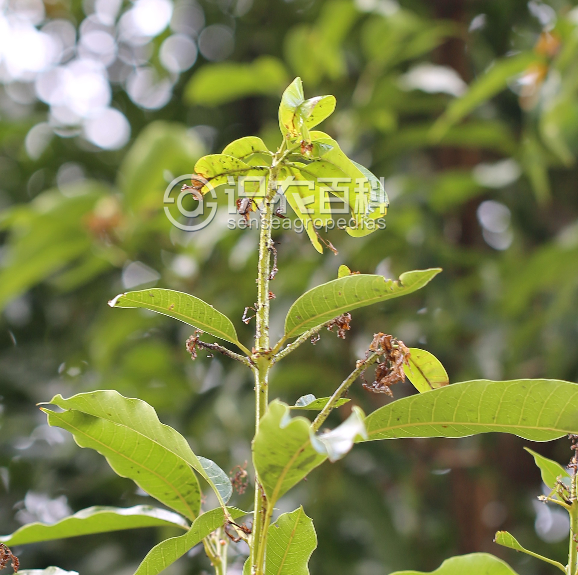 柑橘黄叶症状示例2