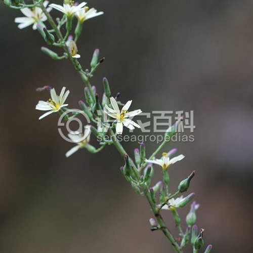 柑橘黄叶症状示例3