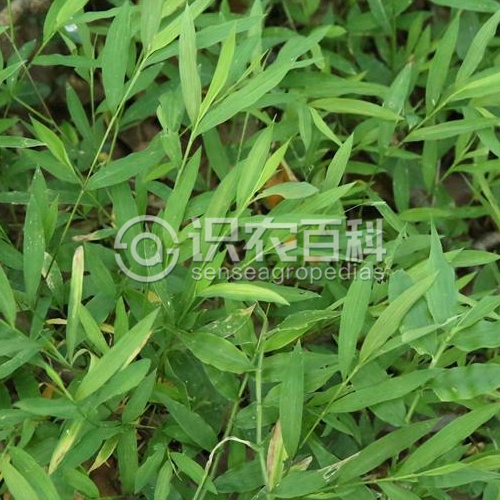柑橘黄叶症状示例2