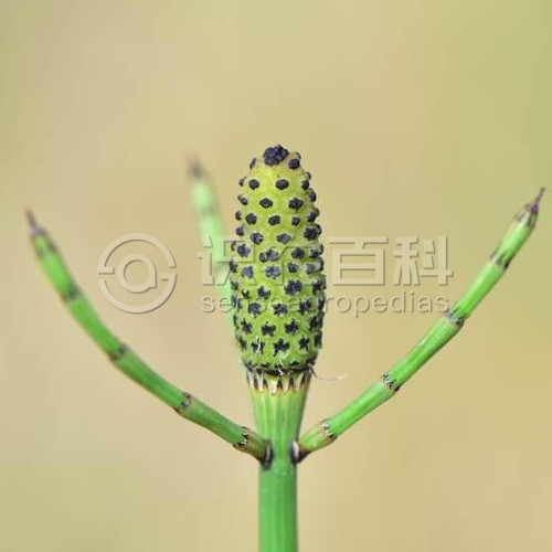 柑橘黄叶症状示例1