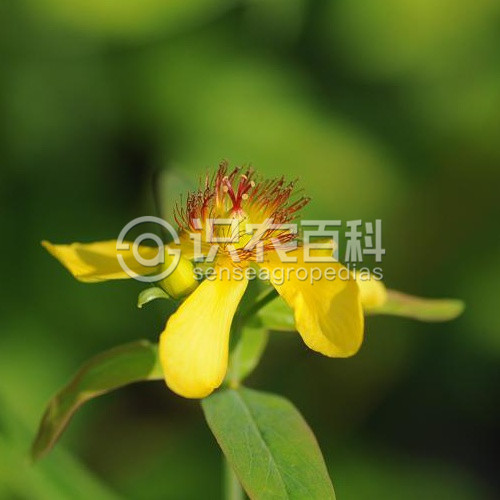 柑橘黄叶症状示例3