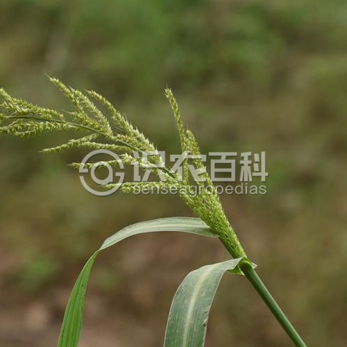 ���ٻ�Ҷ֢״ʾ��1