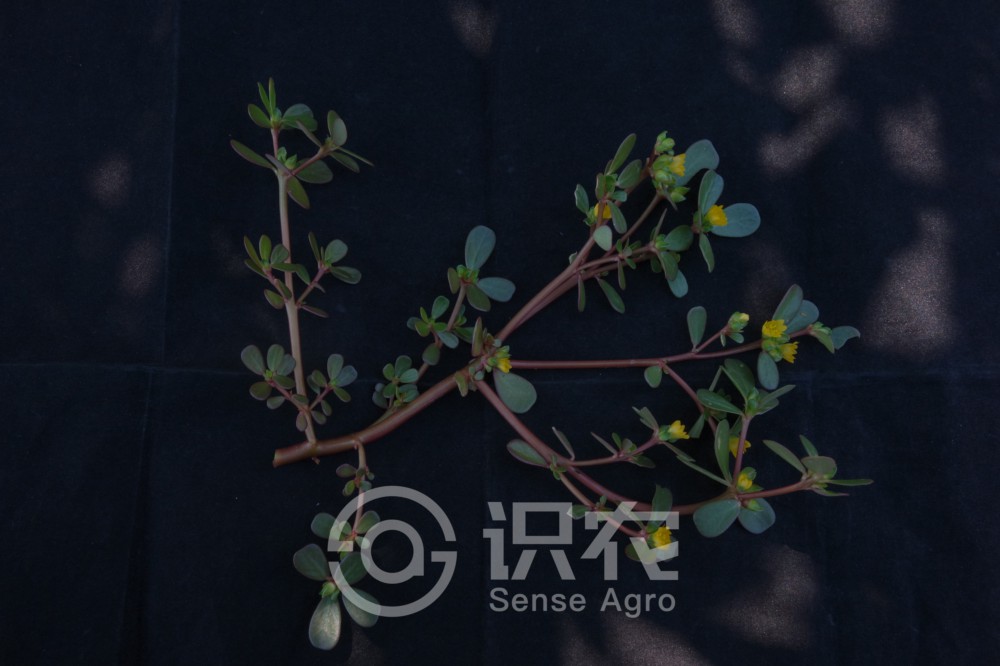 柑橘黄叶症状示例1
