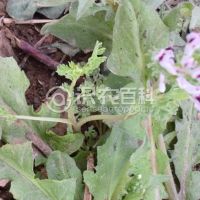 柑橘黄叶症状示例0