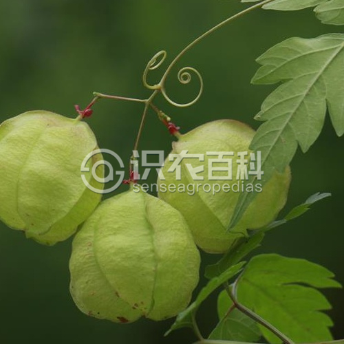 柑橘黄叶症状示例2