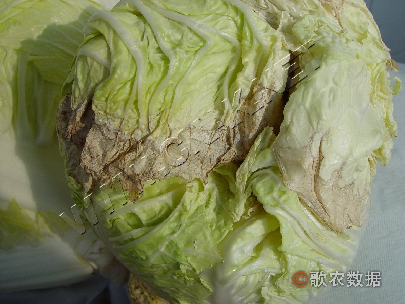 柑橘黄叶症状示例1