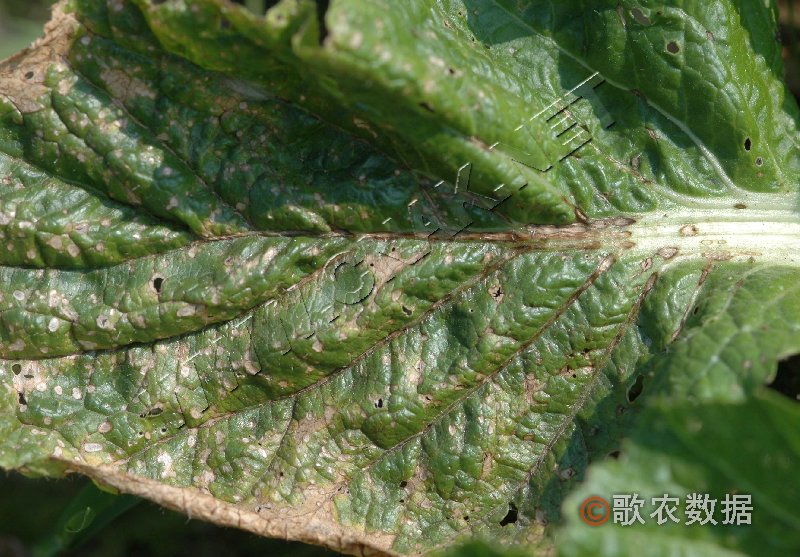 柑橘黄叶症状示例2