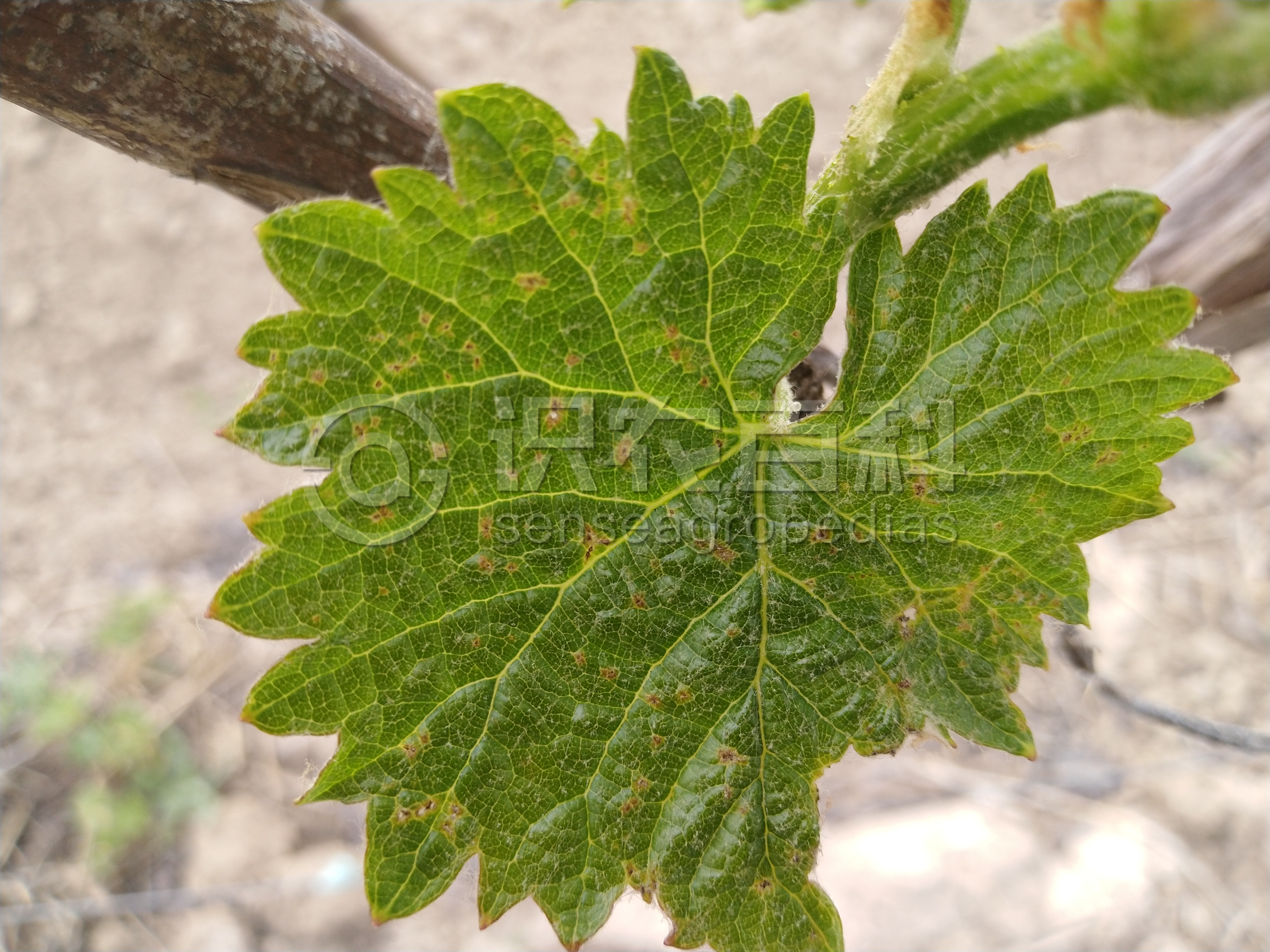 柑橘黄叶症状示例3