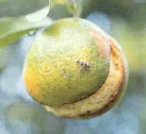 柑橘黄叶症状示例3