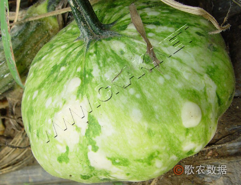 柑橘黄叶症状示例6