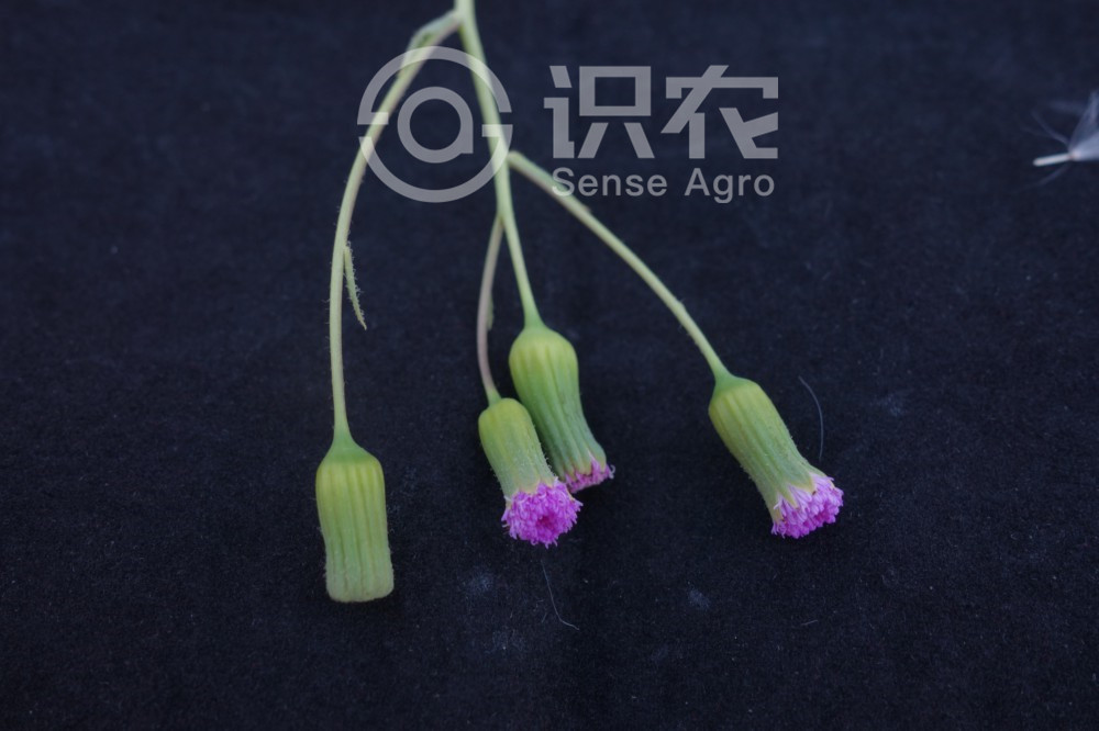 柑橘黄叶症状示例5
