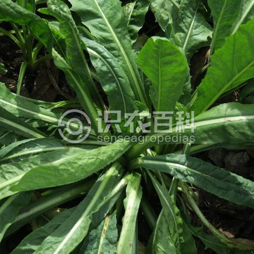 柑橘黄叶症状示例3