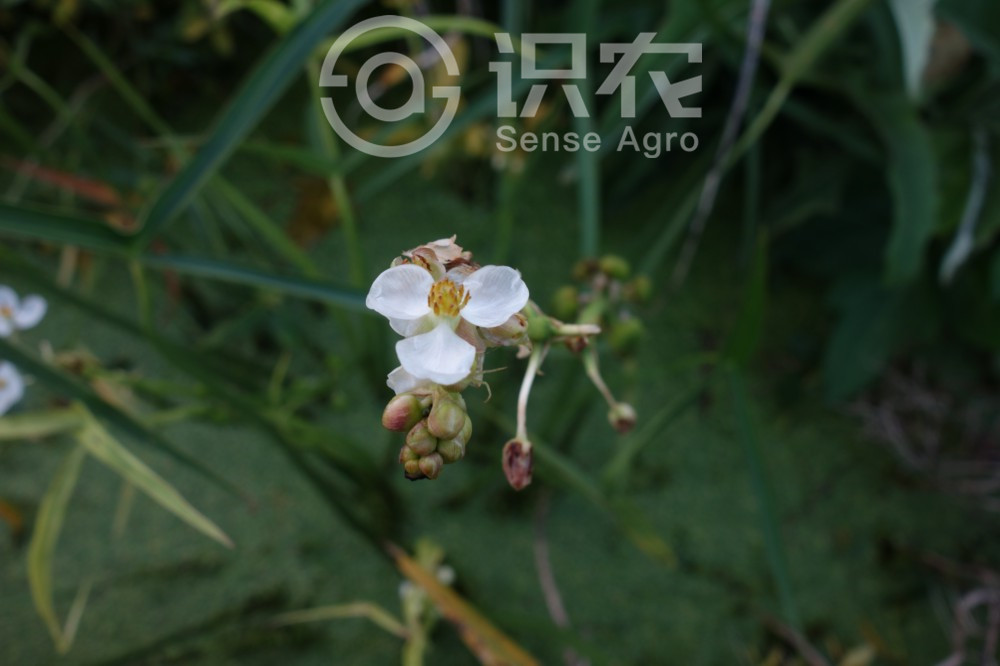柑橘黄叶症状示例2