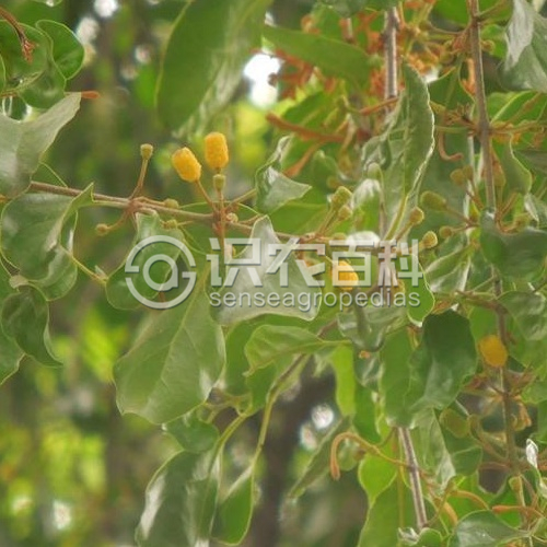 柑橘黄叶症状示例3