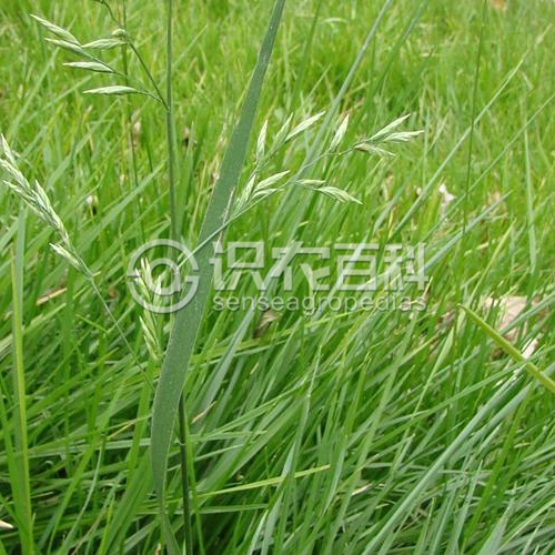 柑橘黄叶症状示例3