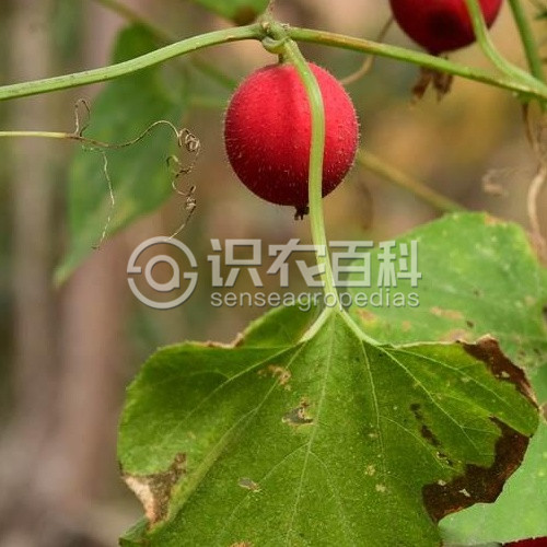 柑橘黄叶症状示例3