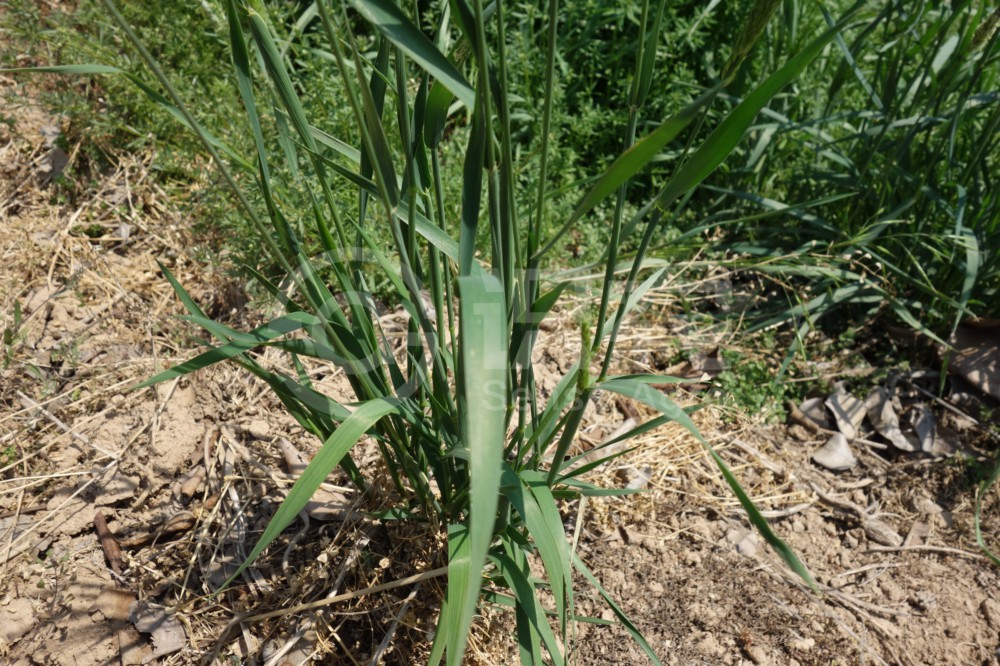 柑橘黄叶症状示例1