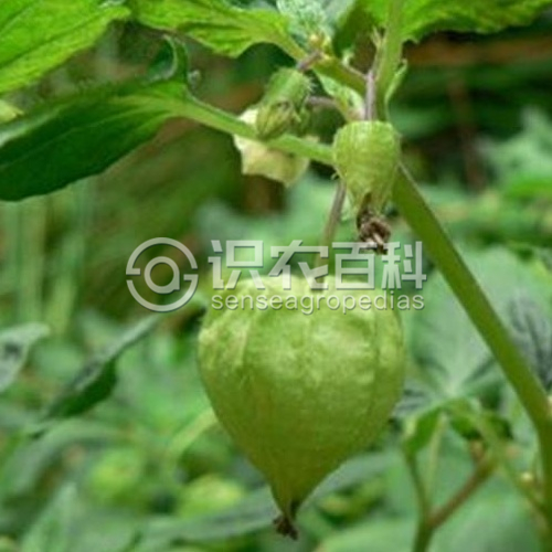 柑橘黄叶症状示例3