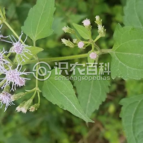 柑橘黄叶症状示例4