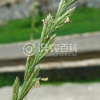 柑橘黄叶症状示例0