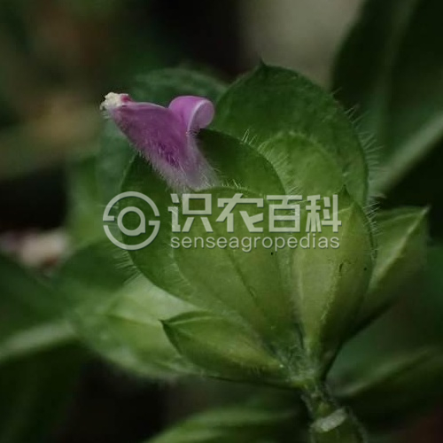 柑橘黄叶症状示例4