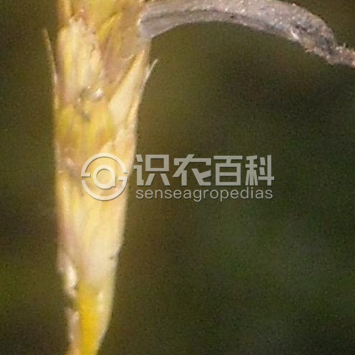 柑橘黄叶症状示例2