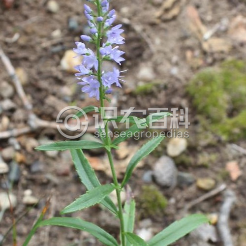 柑橘黄叶症状示例3