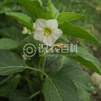 柑橘黄叶症状示例0