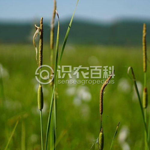 柑橘黄叶症状示例3