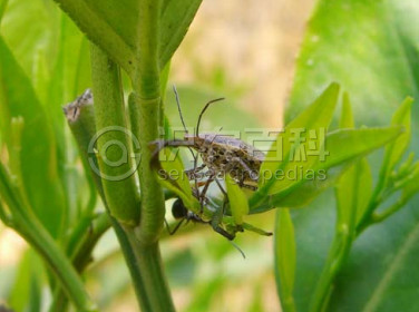 柑橘黄叶症状示例2