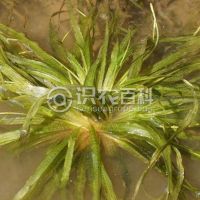 柑橘黄叶症状示例0