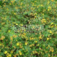 柑橘黄叶症状示例0