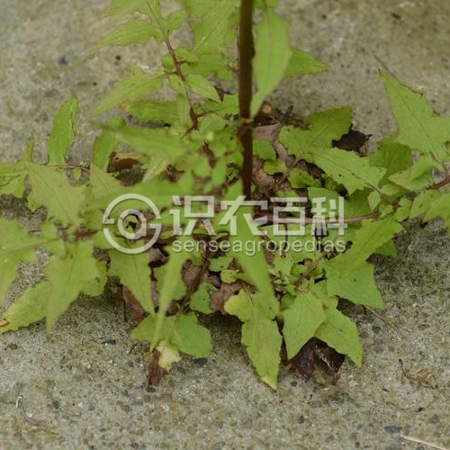 柑橘黄叶症状示例1