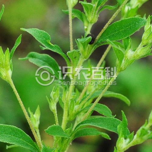 柑橘黄叶症状示例2