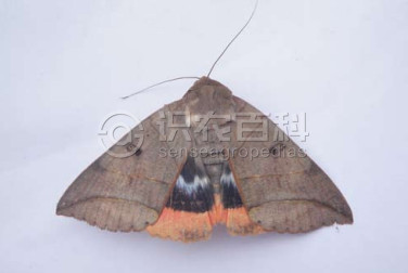 柑橘黄叶症状示例1