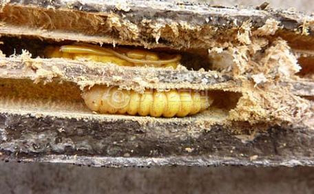 柑橘黄叶症状示例2