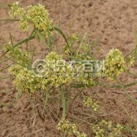柑橘黄叶症状示例0