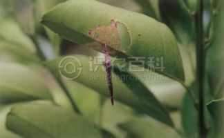 柑橘黄叶症状示例0