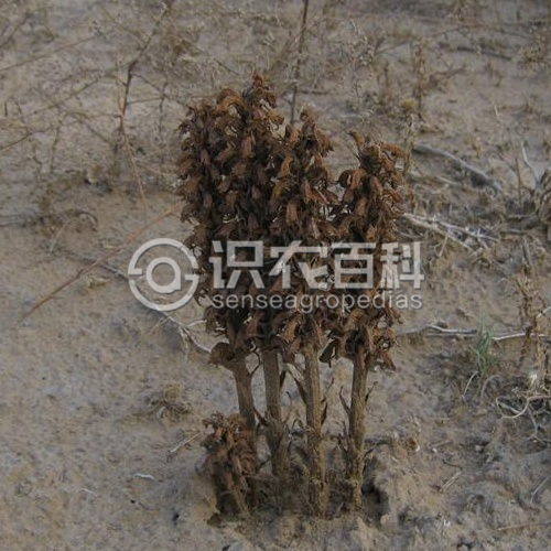 柑橘黄叶症状示例2