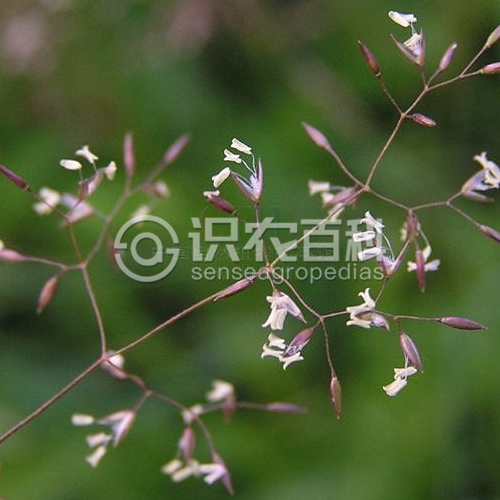 柑橘黄叶症状示例1