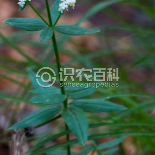 柑橘黄叶症状示例1