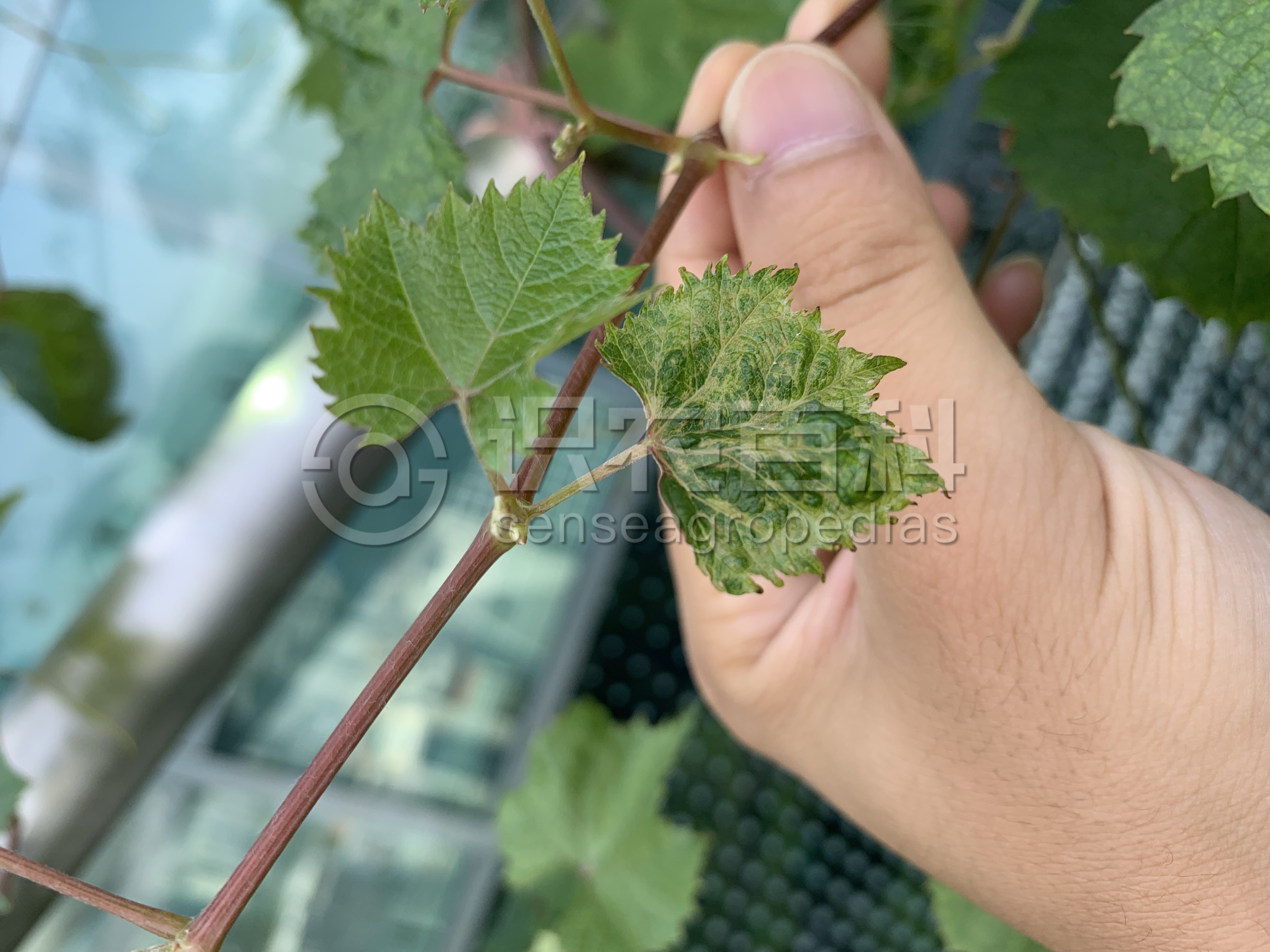 柑橘黄叶症状示例3