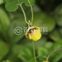 柑橘黄叶症状示例0