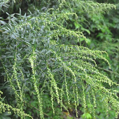 柑橘黄叶症状示例5