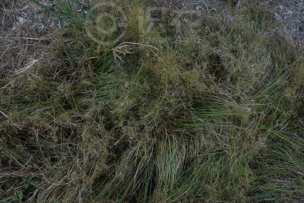 柑橘黄叶症状示例3