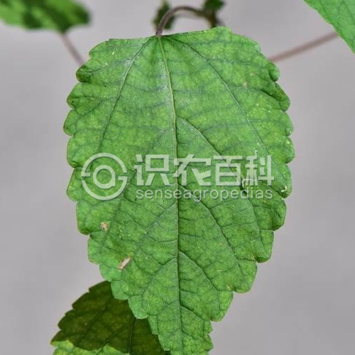 柑橘黄叶症状示例1