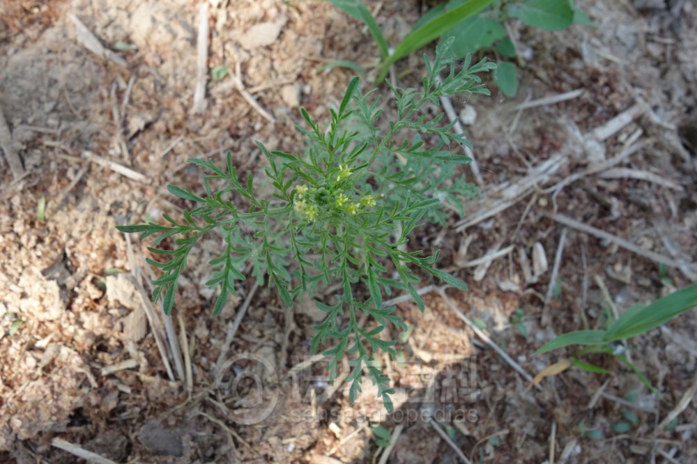 柑橘黄叶症状示例2