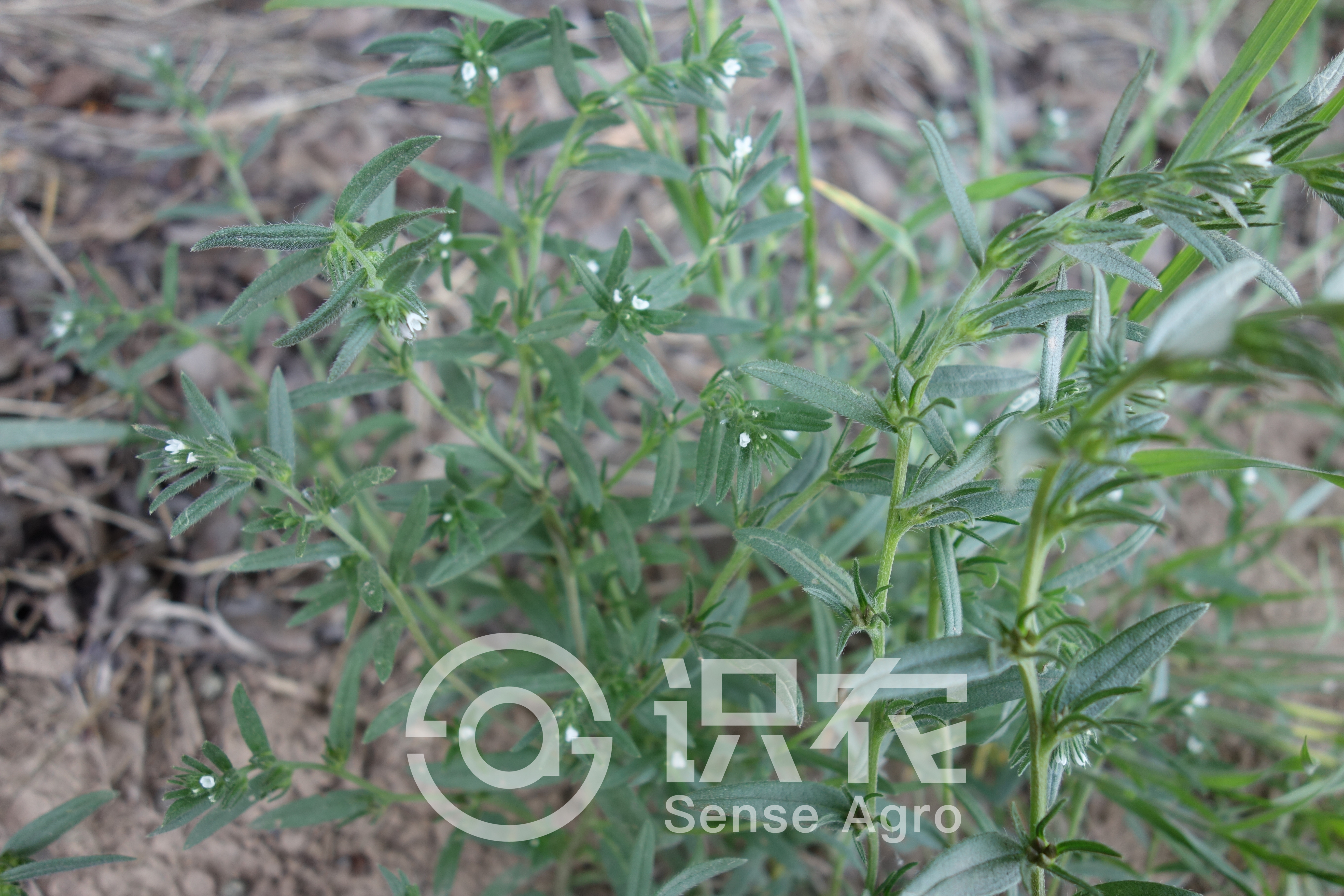 柑橘黄叶症状示例2