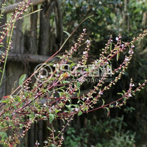 柑橘黄叶症状示例1